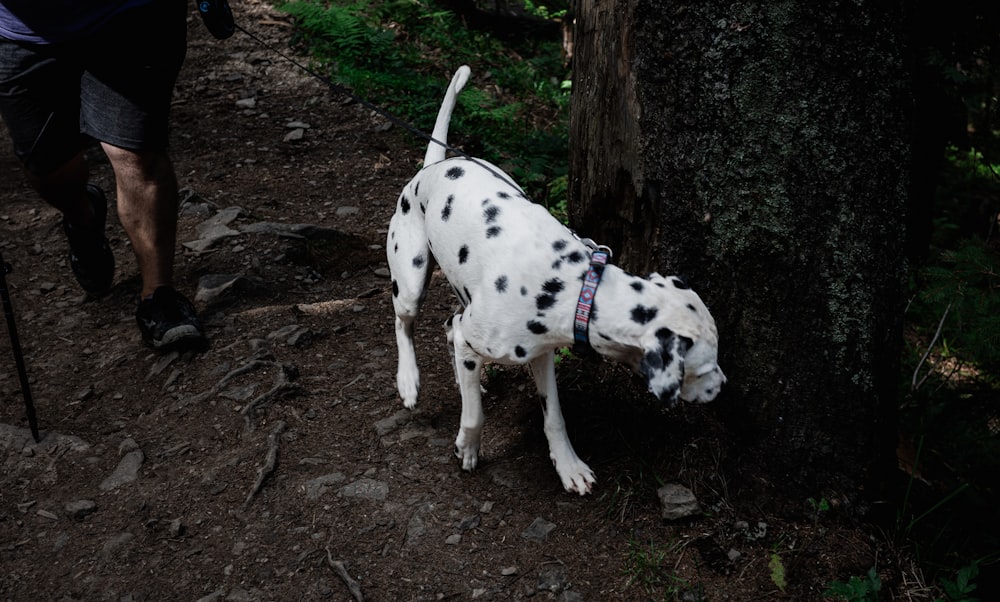 a dalmatian dog is sniffing a tree