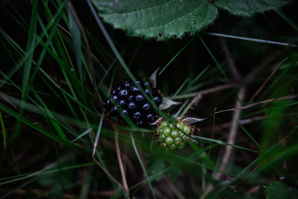 a black and white berry sitting on top of a green plant
