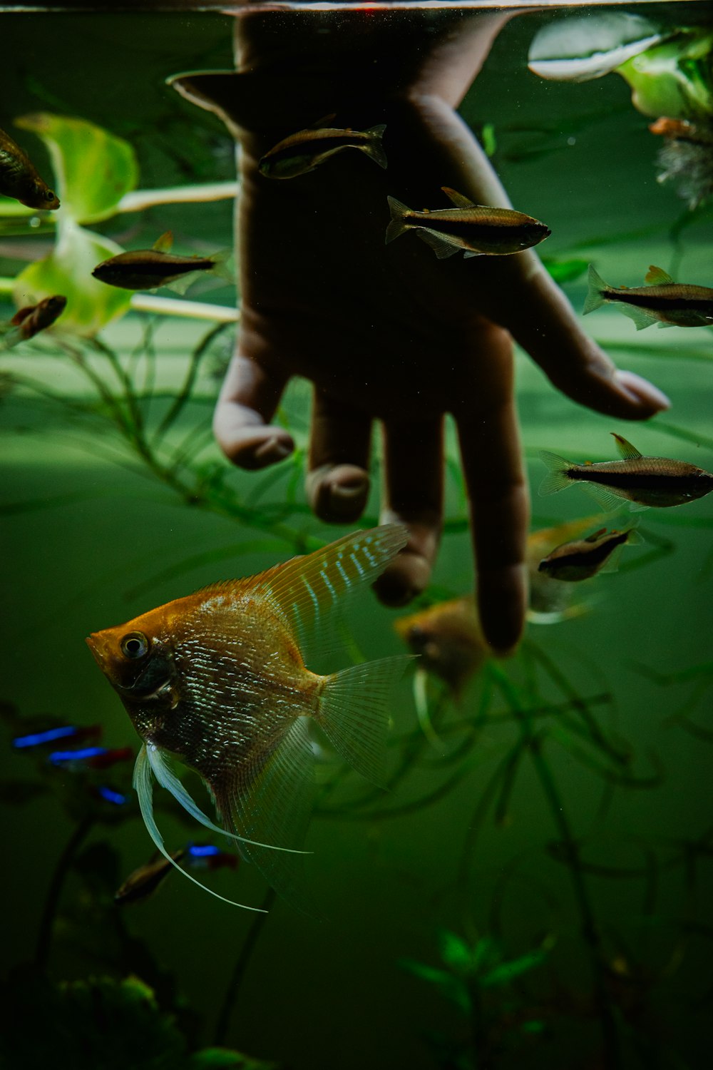 a hand reaching for a fish in an aquarium
