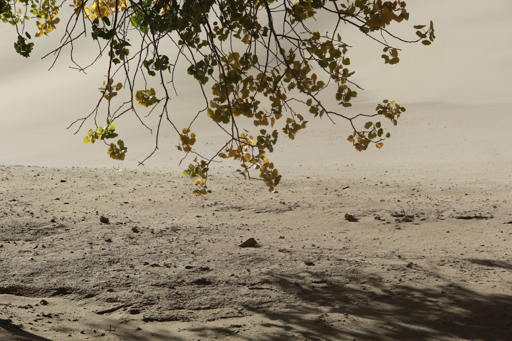 a man riding a horse on a sandy beach