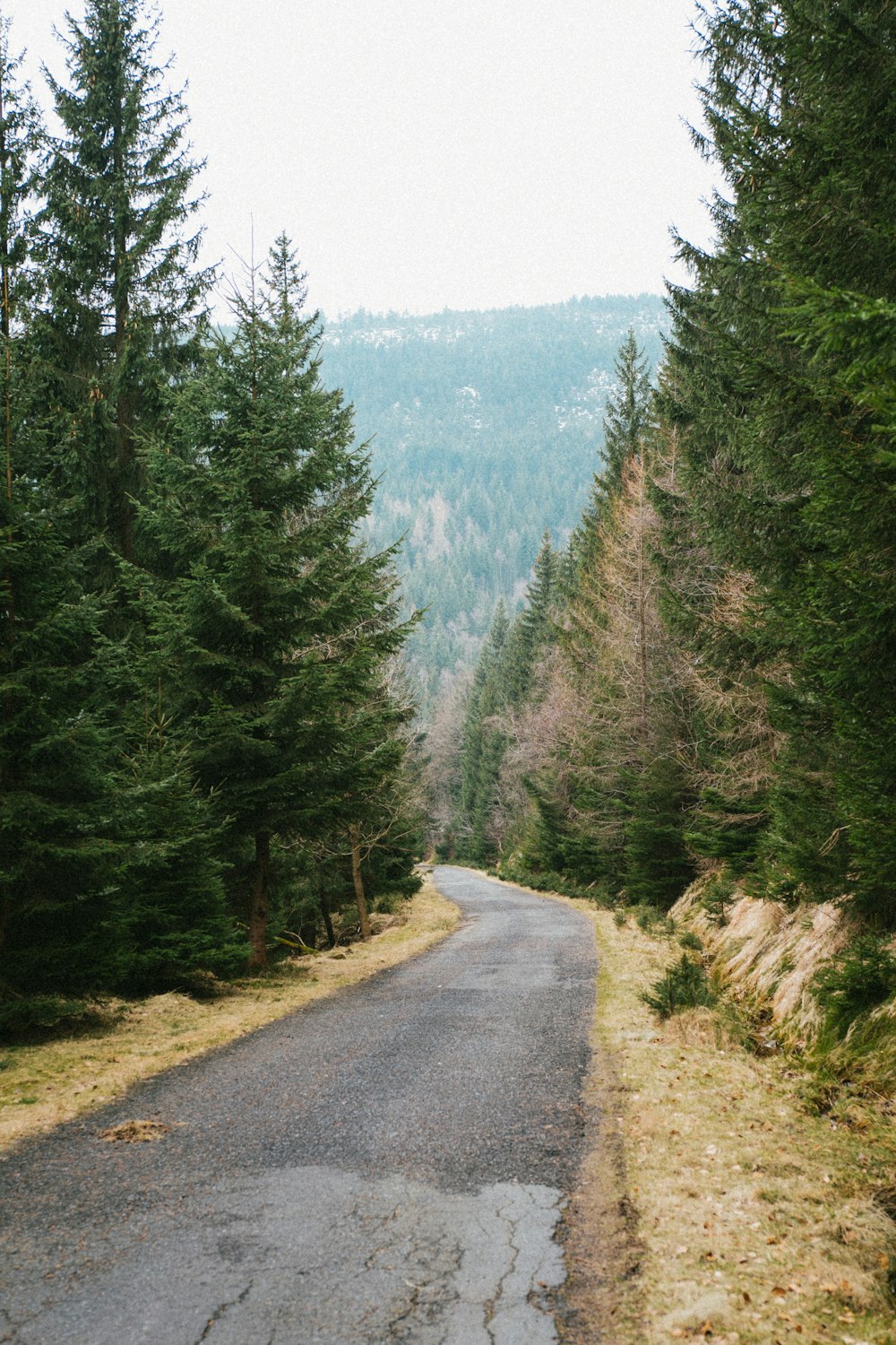 숲 한가운데의 길