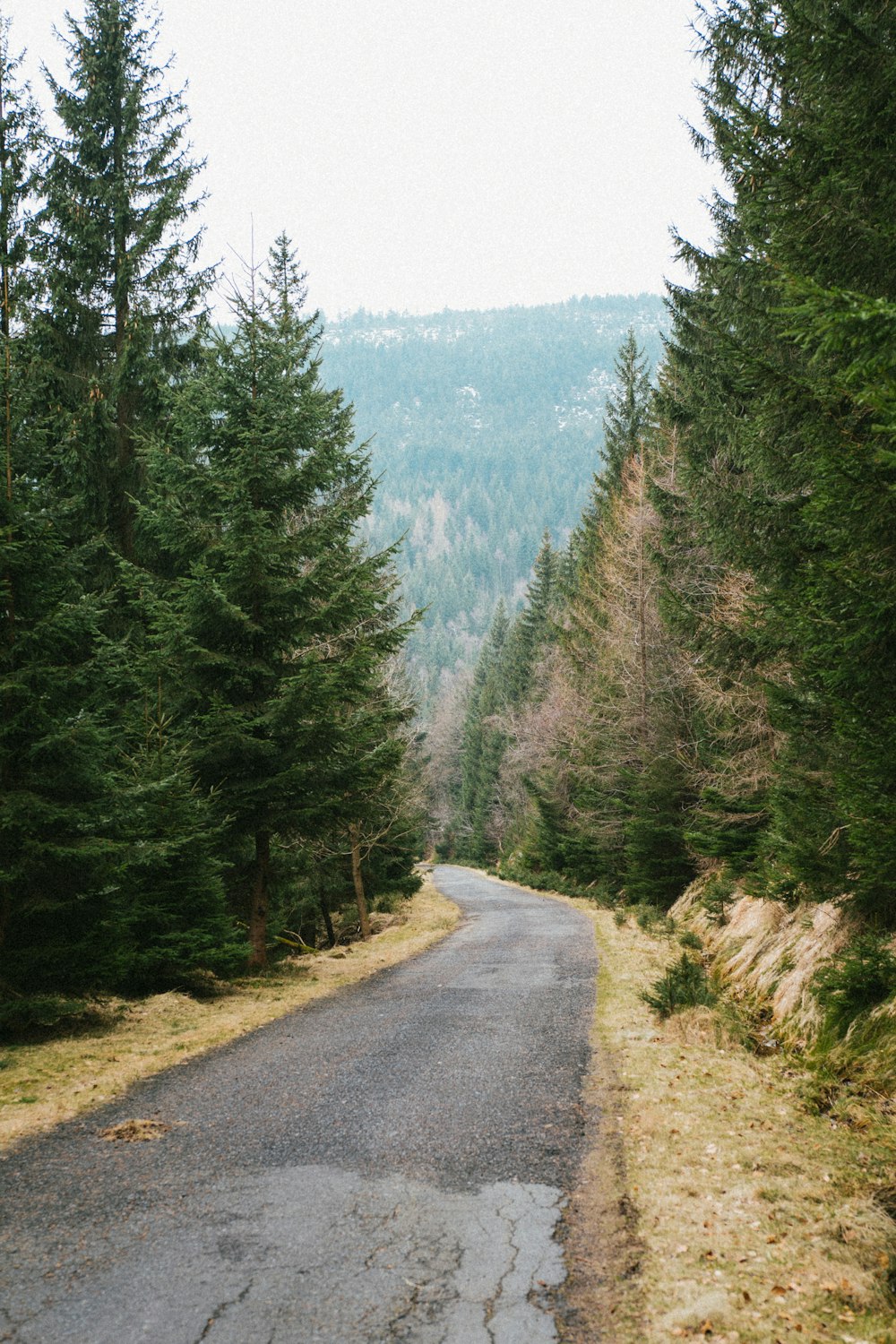 a road in the middle of a forest