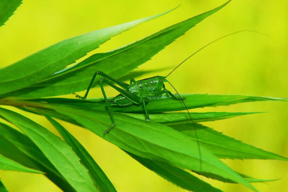 a close up of a grasshopper on a leaf