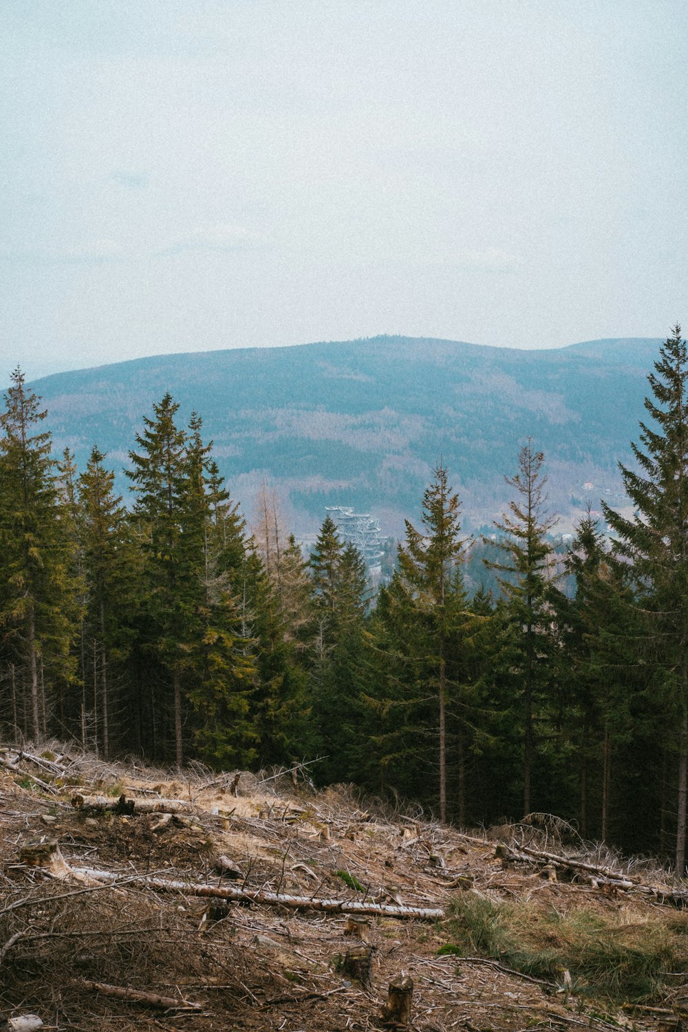 a man riding a horse through a forest filled with trees