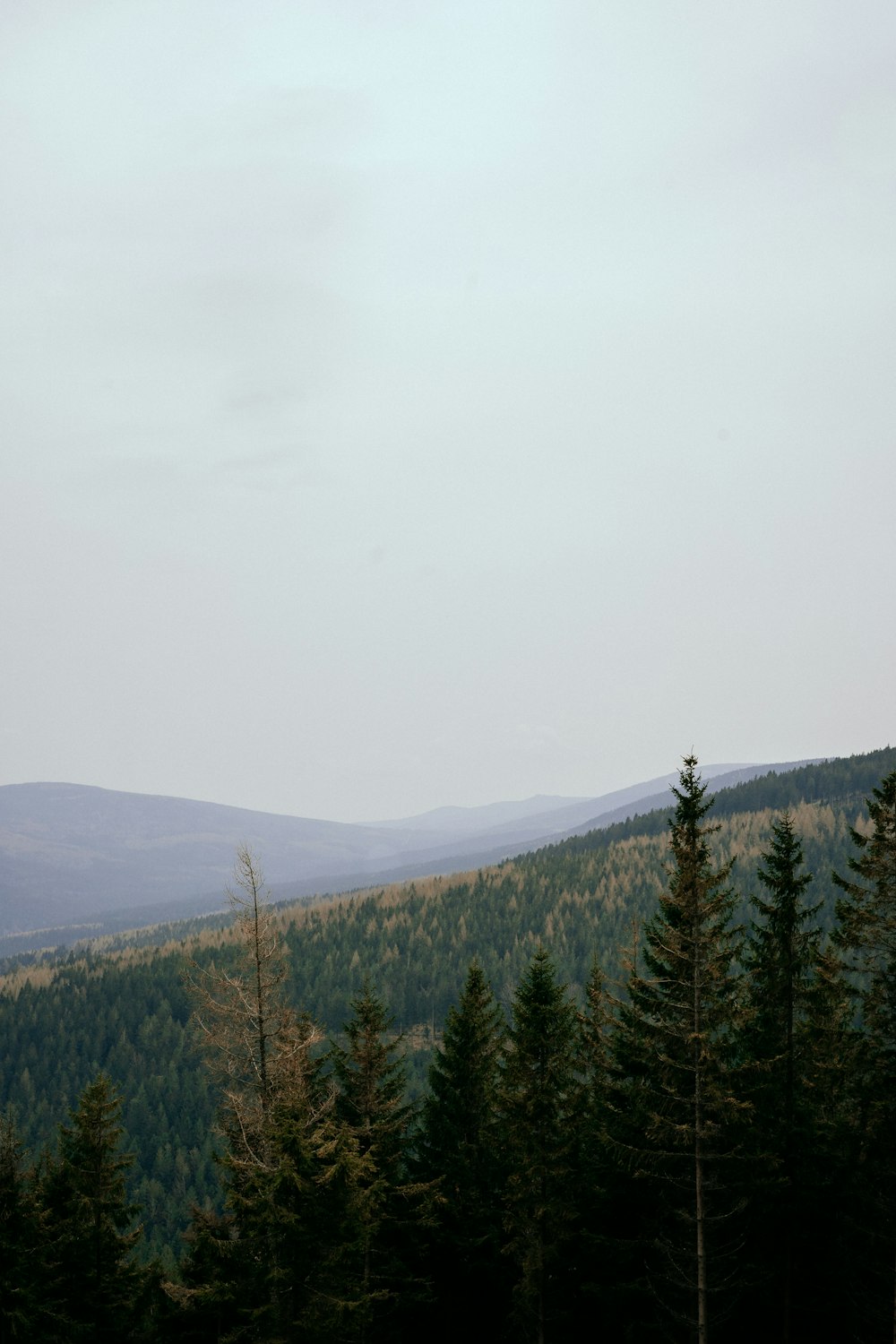 a forest filled with lots of tall green trees