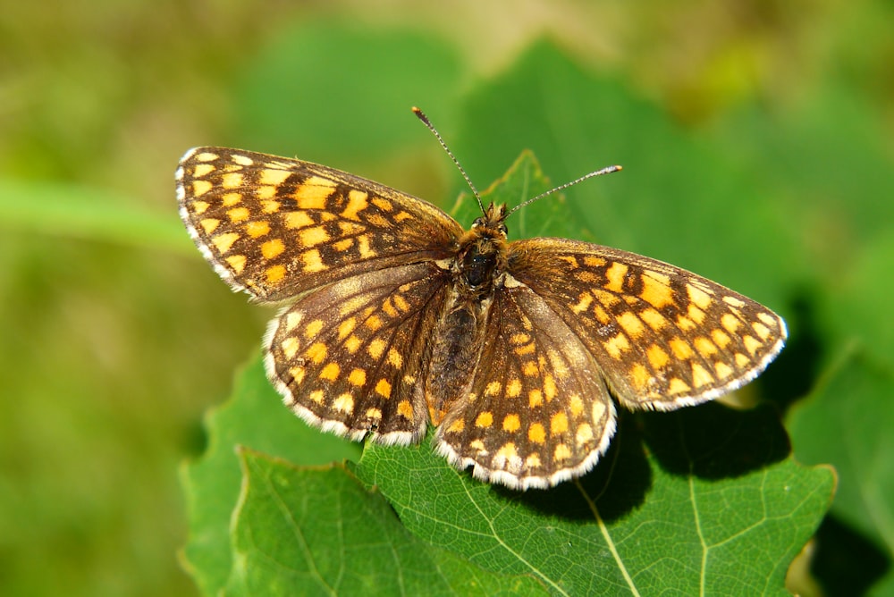 a brown and yellow butterfly sitting on a green leaf