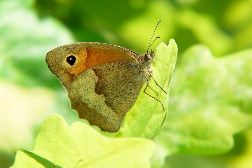 un papillon brun et orange assis sur une feuille verte