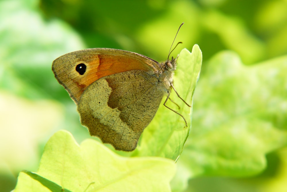 a brown and orange butterfly sitting on a green leaf