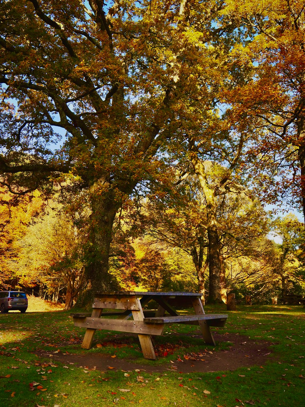 a park bench sitting under a large tree
