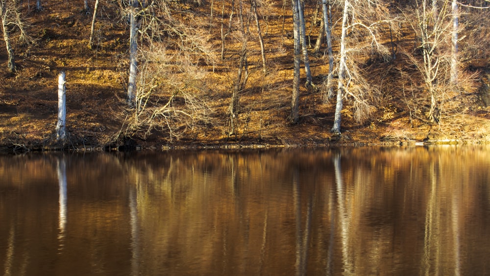 a body of water surrounded by lots of trees