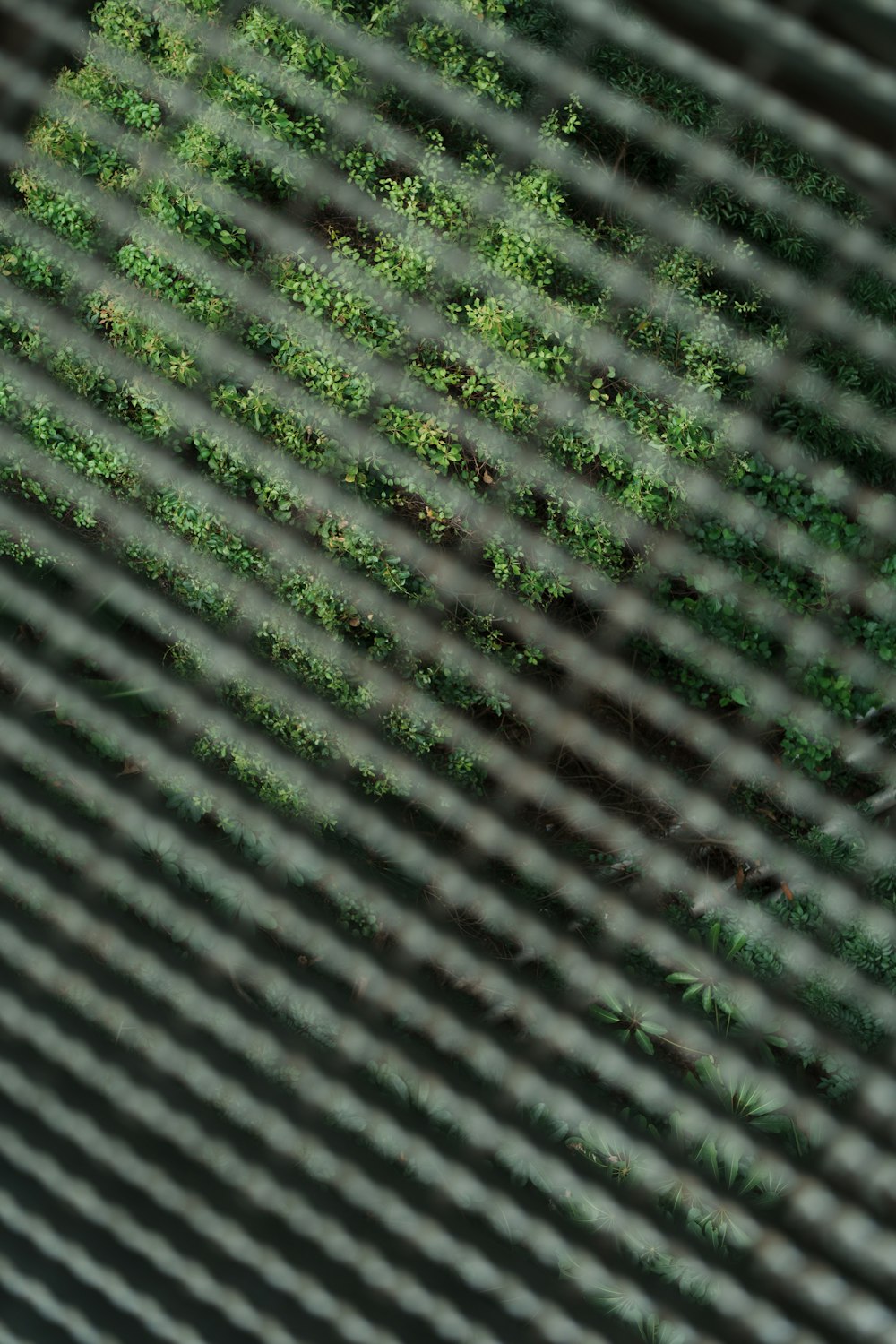 a view of a tree through a mesh fence
