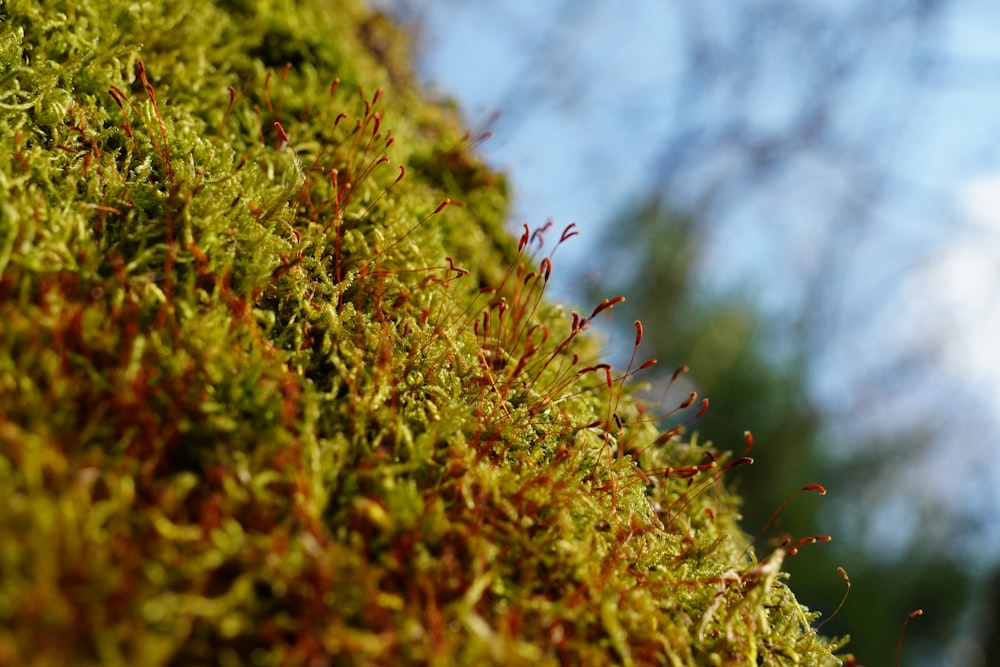 moss growing on the side of a tree