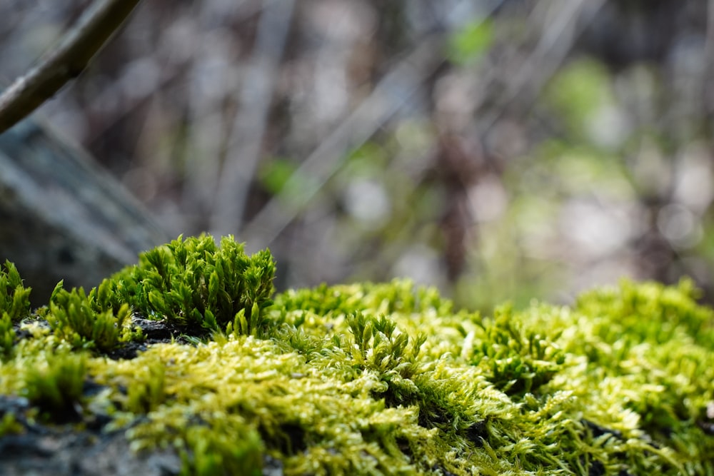 a close up of a mossy surface with trees in the background