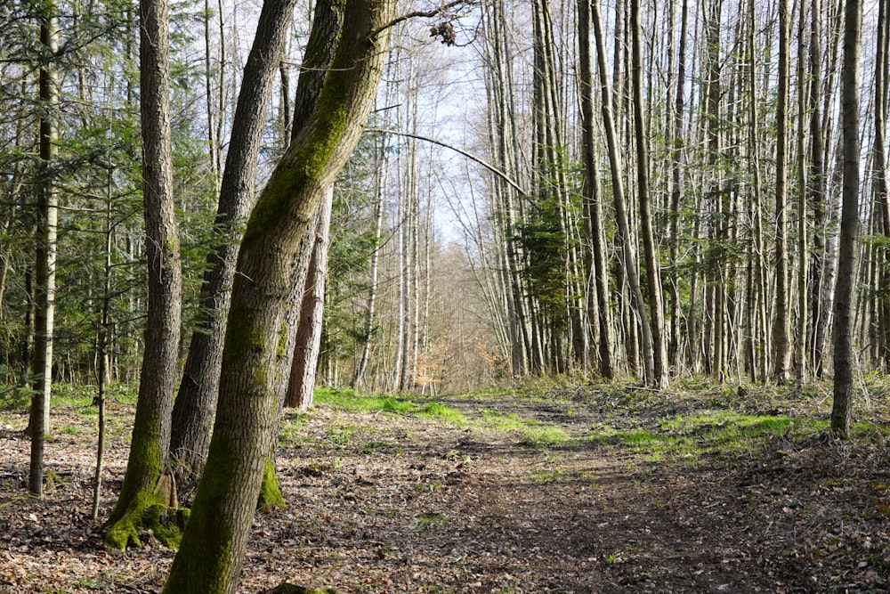 a dirt path in the middle of a forest