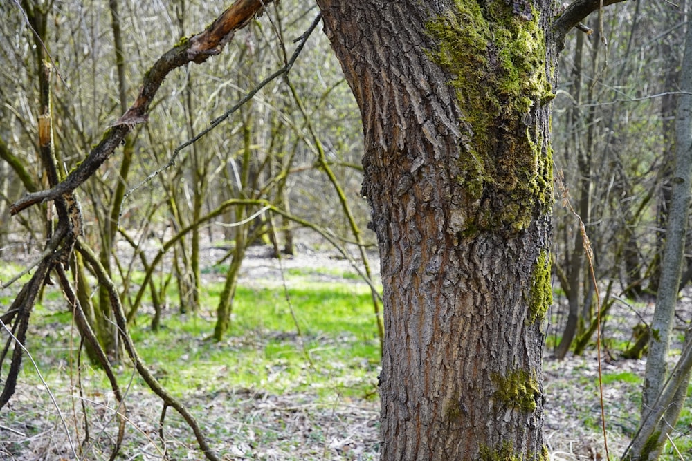 a tree with moss growing on it in the woods