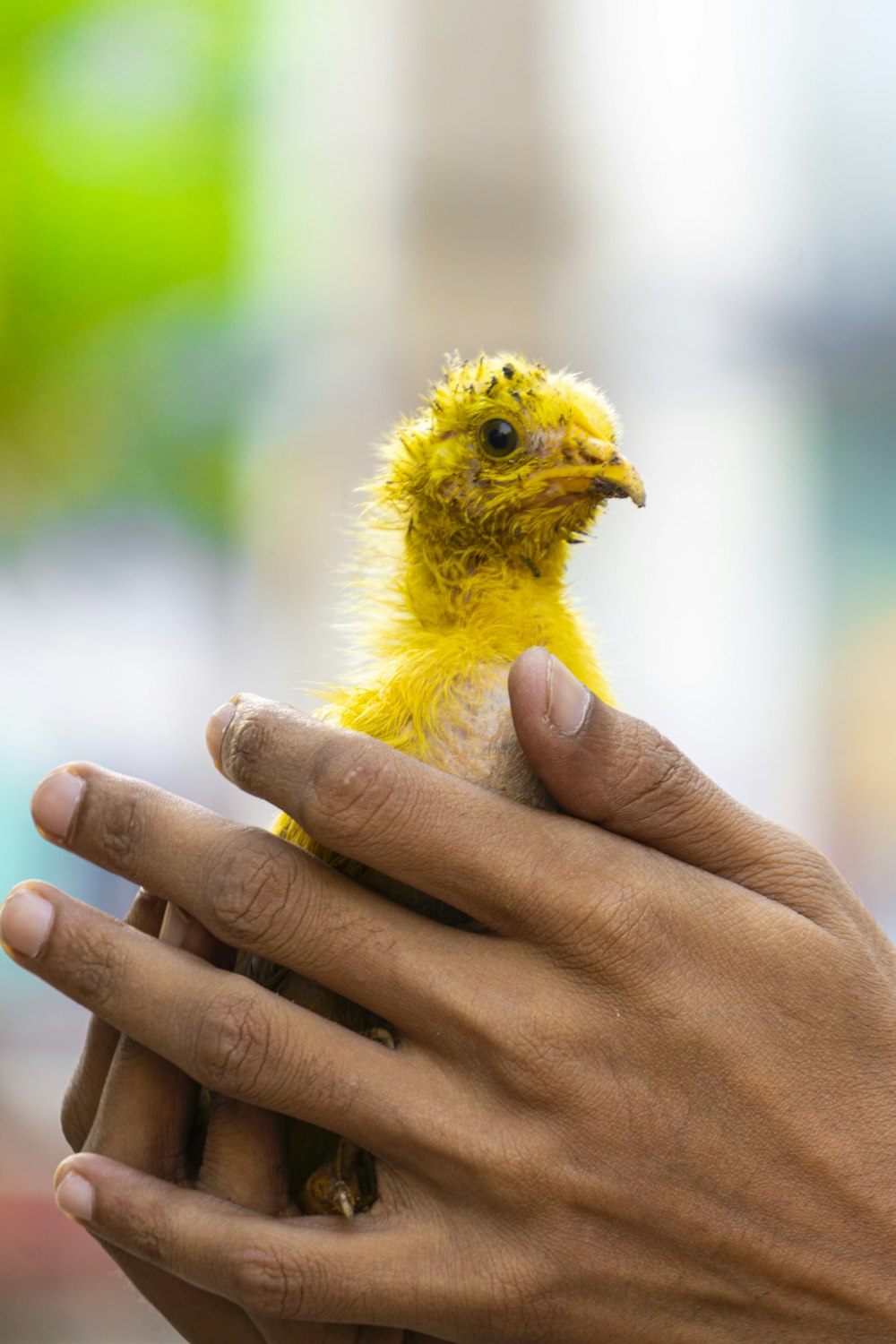 a person holding a small yellow bird in their hand