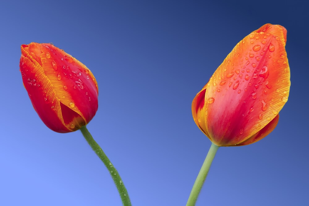 two orange tulips with water droplets on them