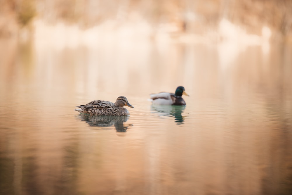 a couple of ducks floating on top of a lake