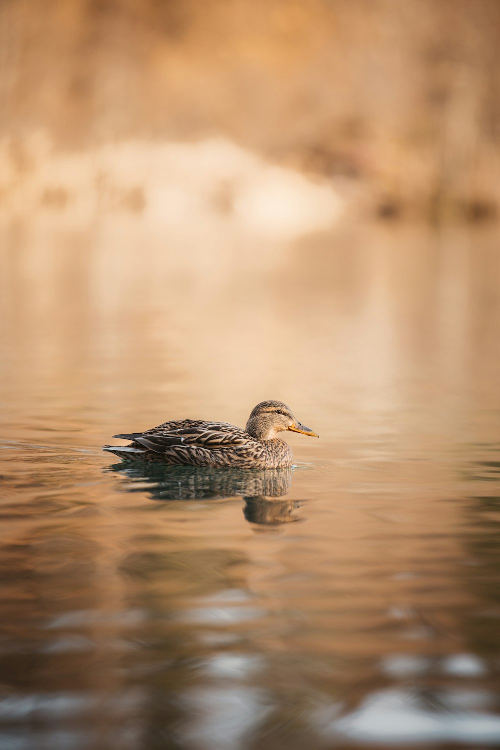 a duck floating on top of a body of water