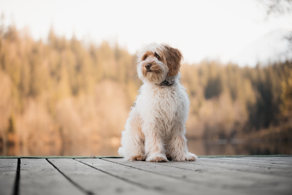 um pequeno cão branco sentado em cima de um chão de madeira