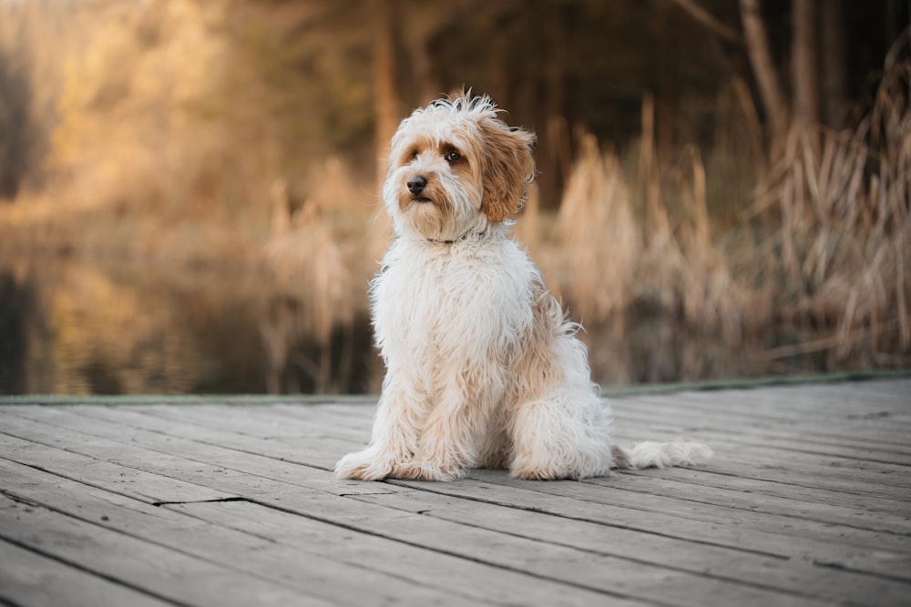 a white dog sitting on a wooden deck