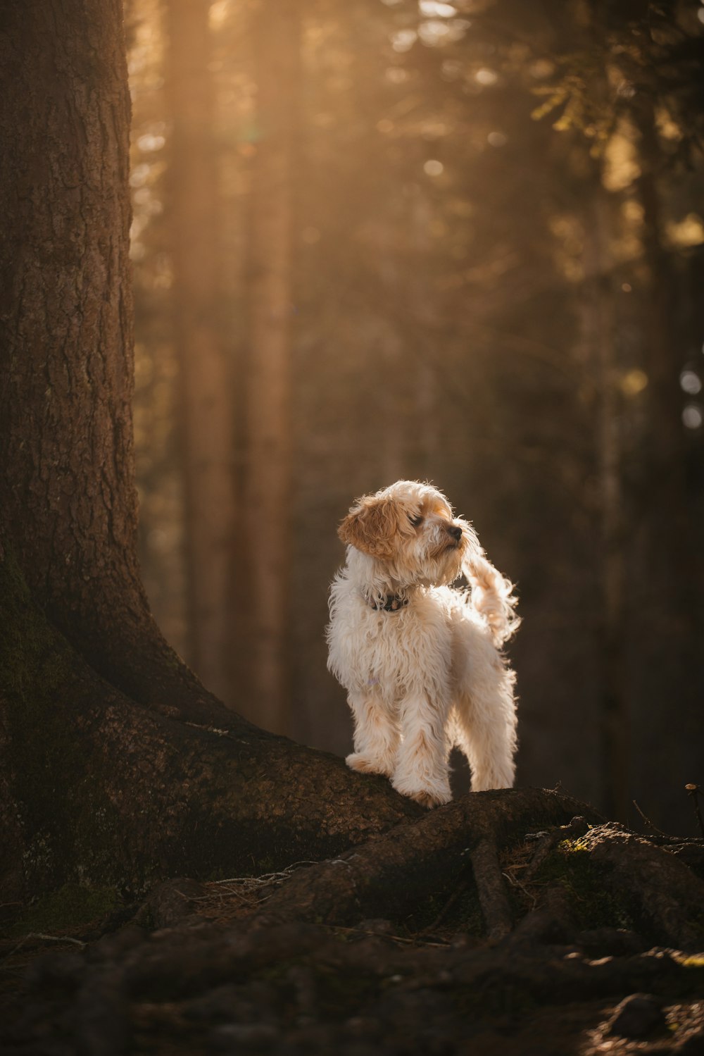 um pequeno cão branco em cima de uma árvore