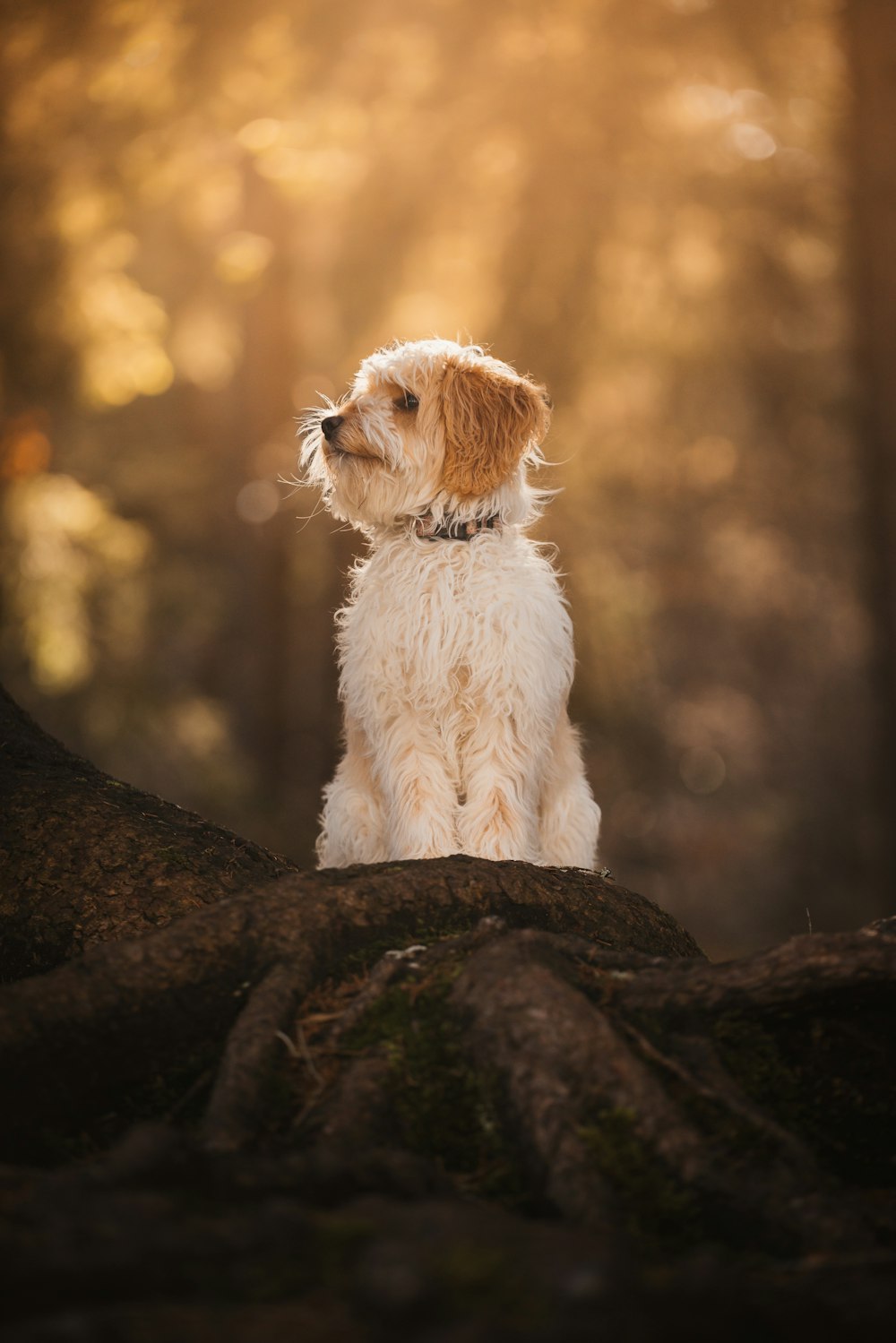 um pequeno cão branco e marrom sentado em cima de uma rocha