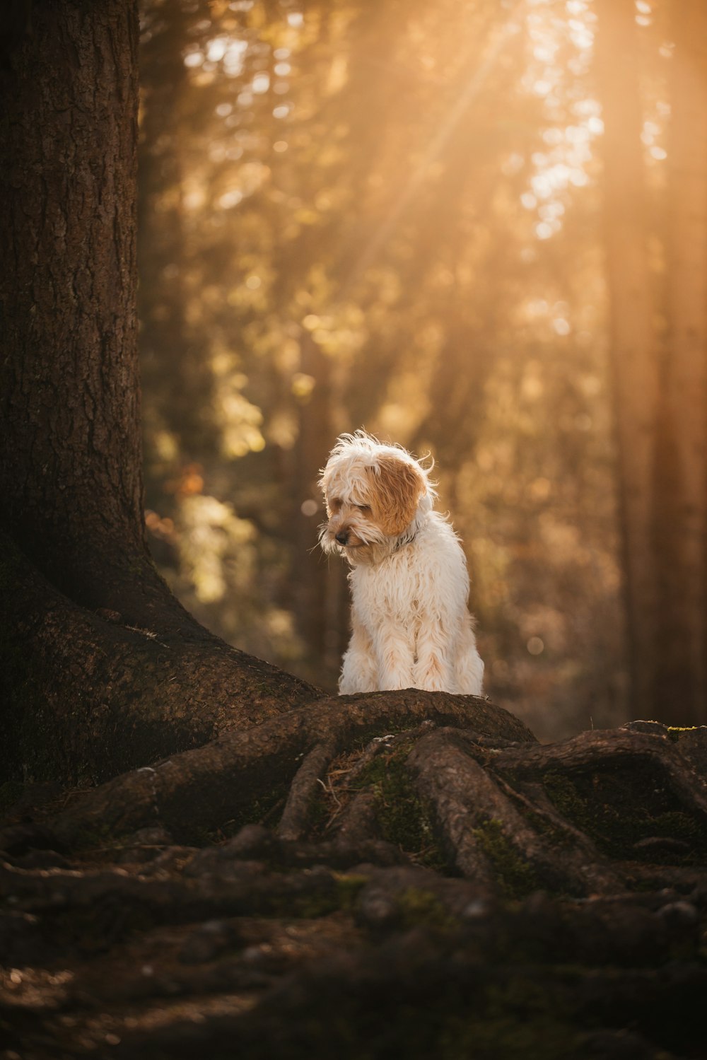 a dog sitting in the middle of a forest