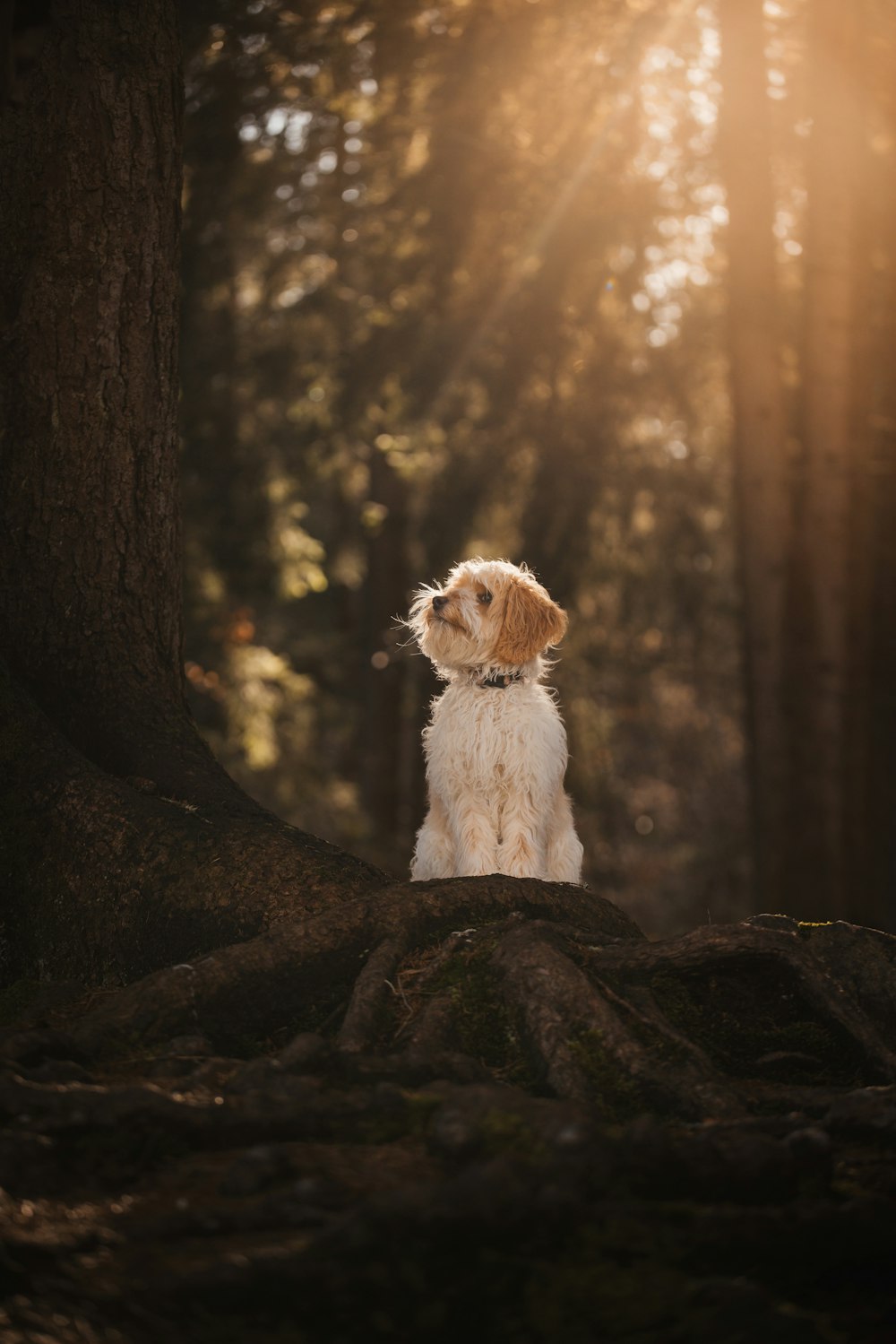개 한 마리가 숲 속의 바위 위에 앉아 있다