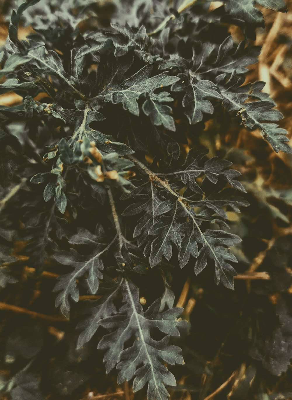 a close up of a green plant with leaves