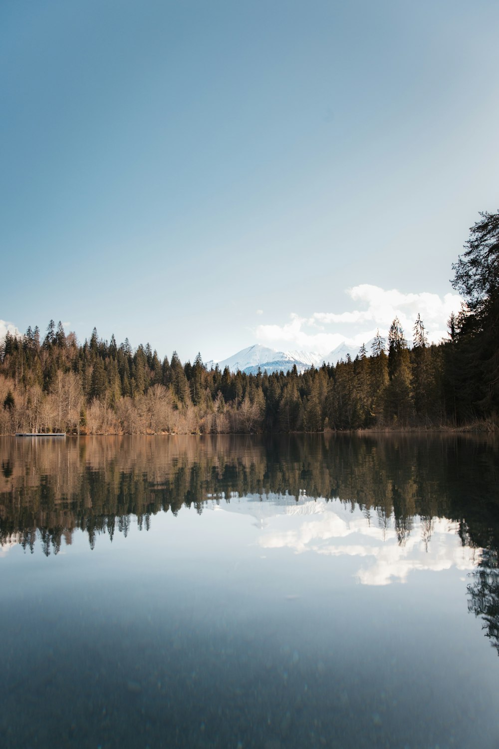 a body of water surrounded by a forest