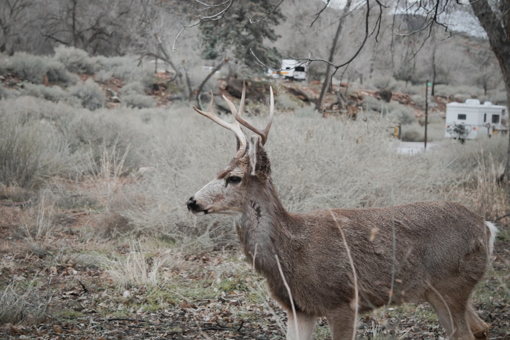 a deer that is standing in the grass