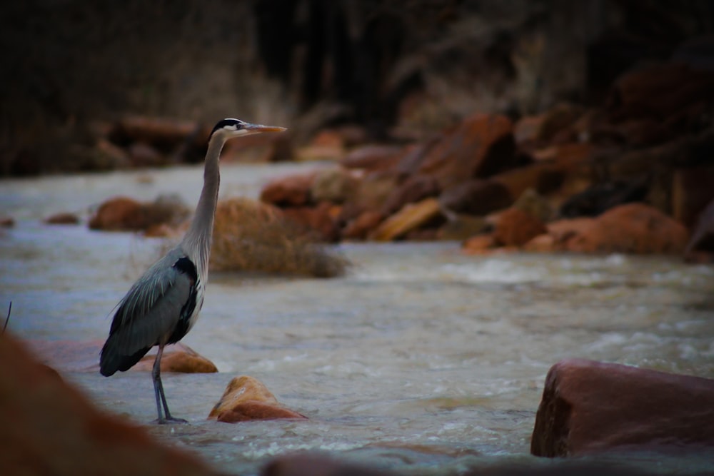 a bird is standing in the water near rocks