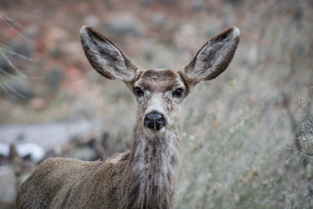 a close up of a deer with a blurry background