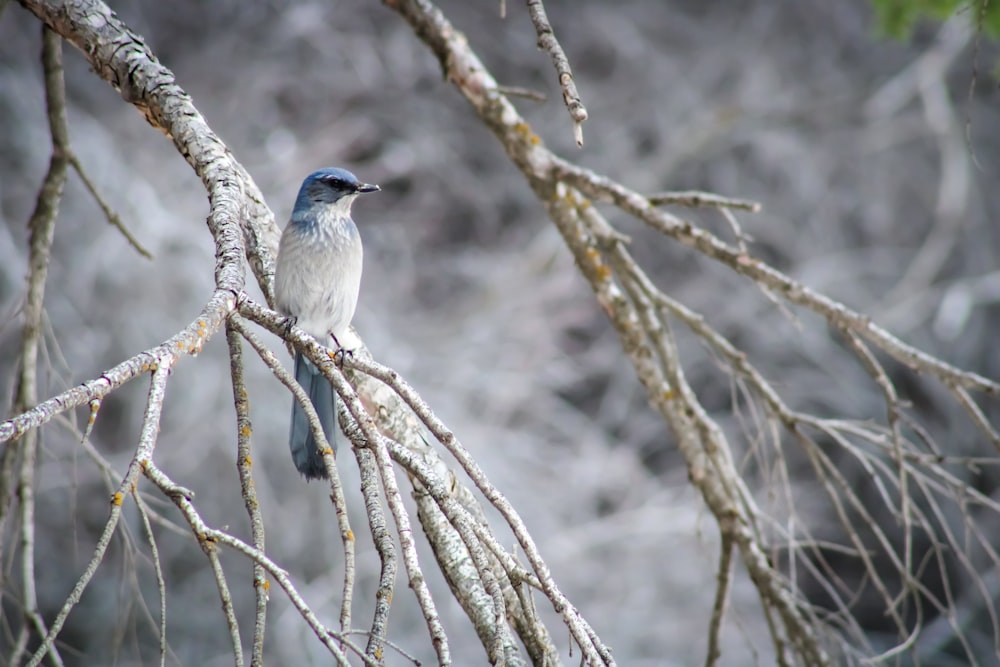 a bird sitting on a branch of a tree