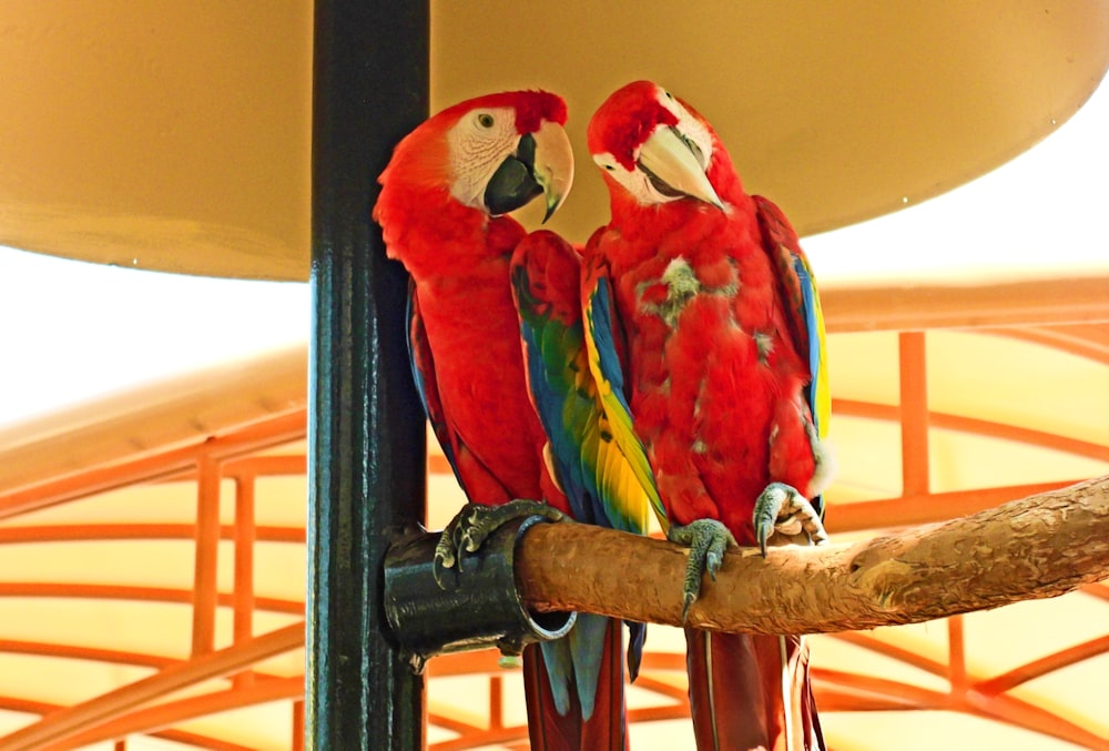 two red and yellow parrots sitting on a branch