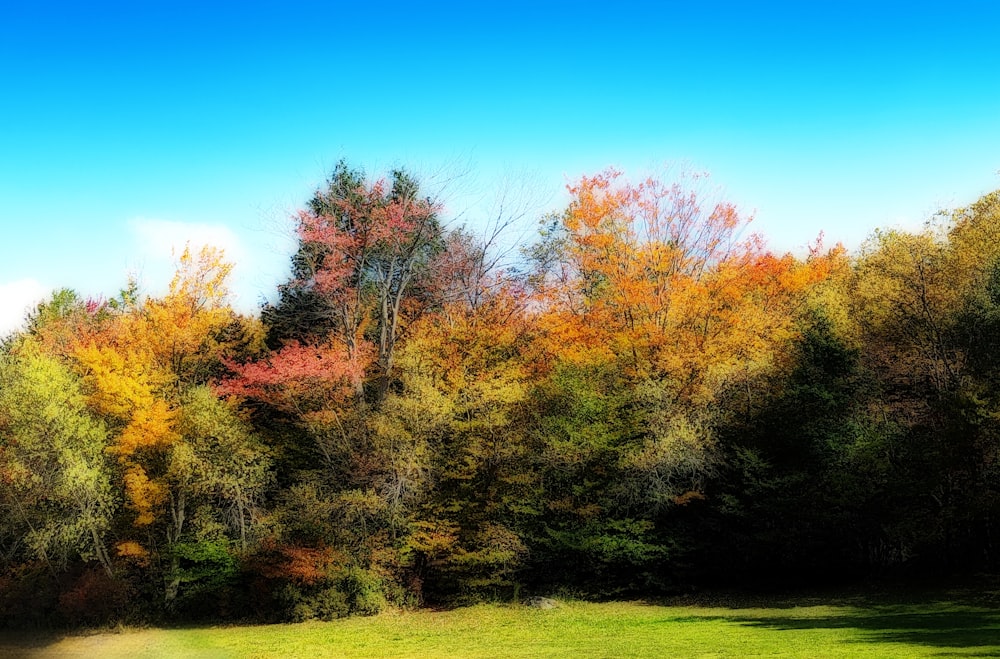 a grassy field with trees in the background