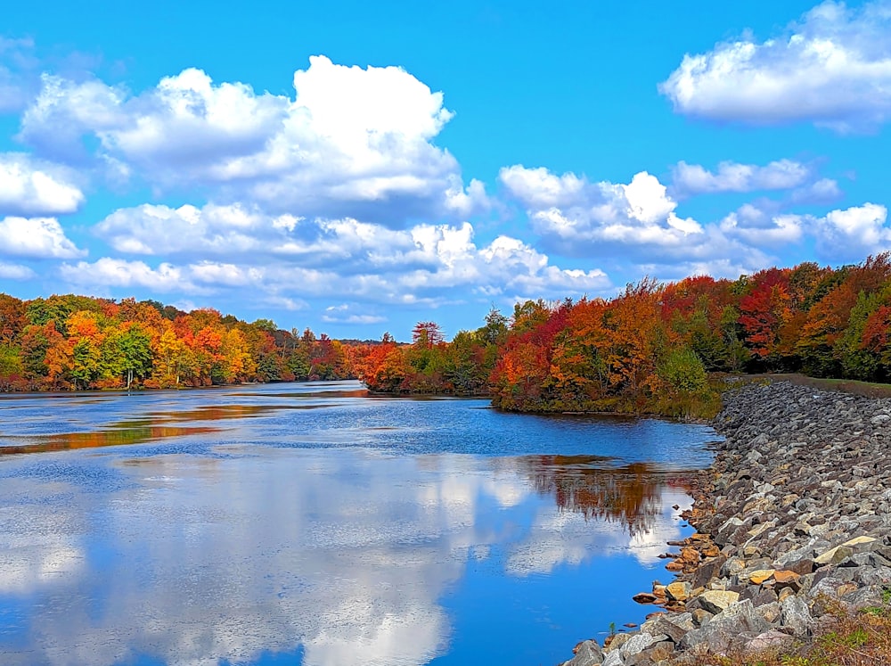 a body of water surrounded by lots of trees