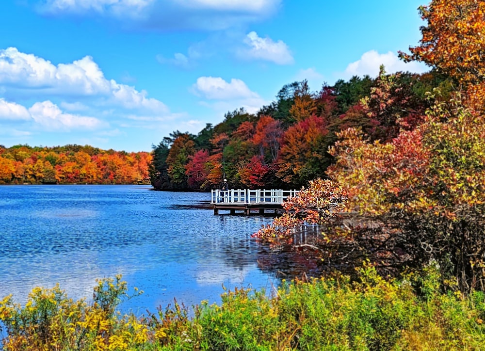 a body of water surrounded by lots of trees