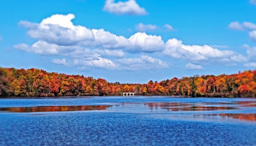 a body of water surrounded by lots of trees