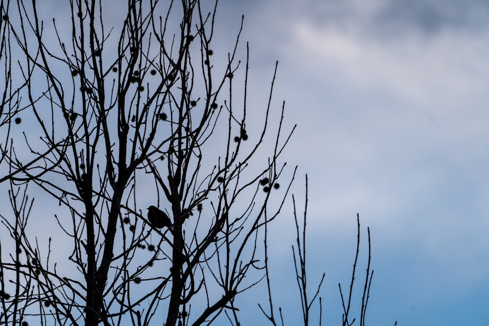 un pájaro sentado en un árbol sin hojas