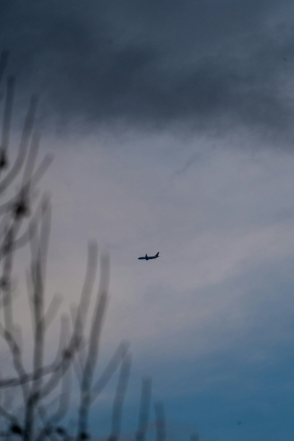 구름 낀 하늘을 날아다니는 비행기 한 그루, 전경에 나무가 있는 모습