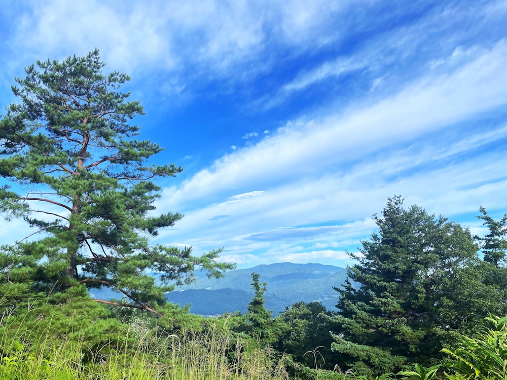 a tall pine tree sitting on top of a lush green hillside