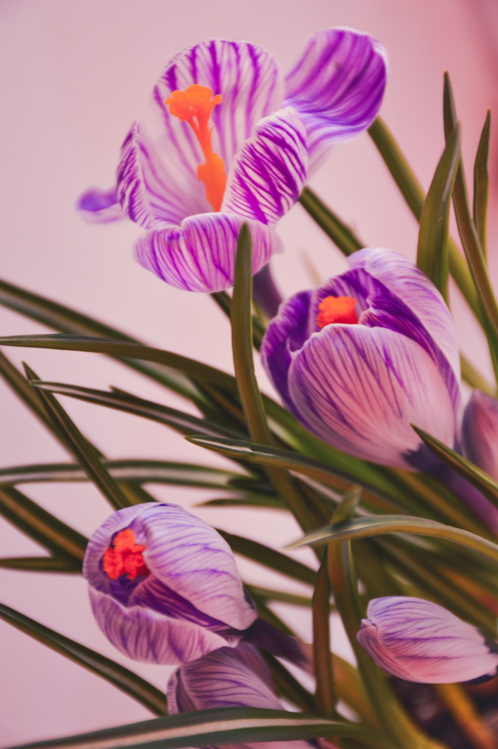 a vase filled with purple flowers on top of a table