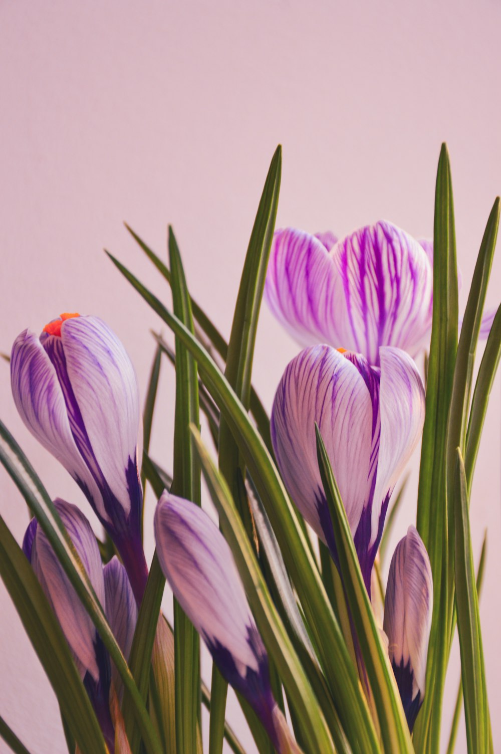 a vase filled with purple flowers on top of a table