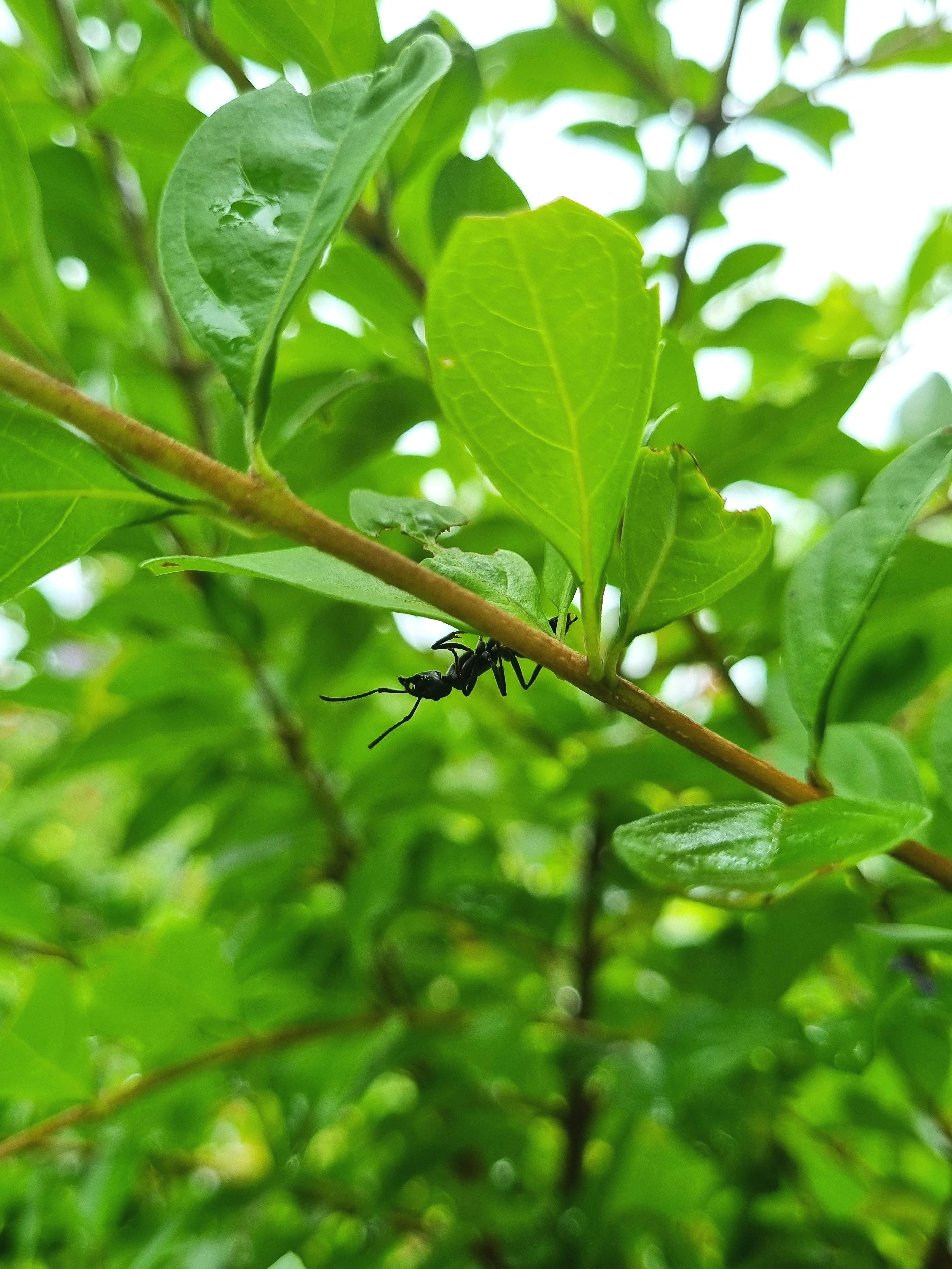 a black insect sitting on a green leafy branch
