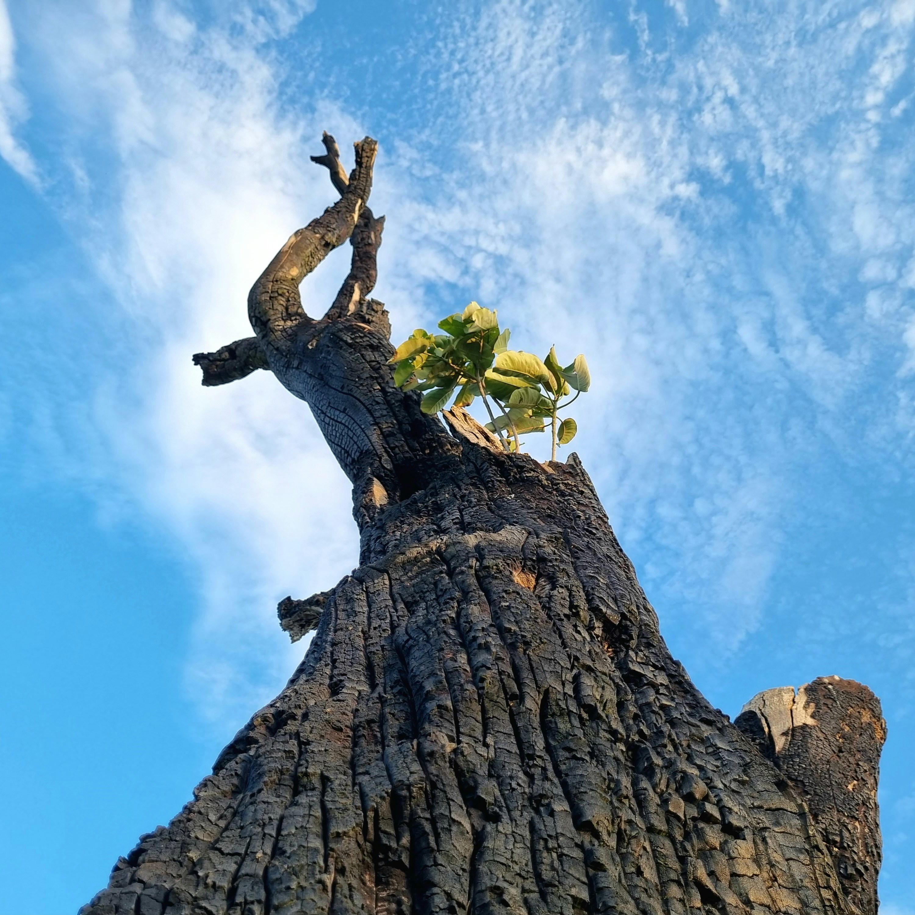 a tree that is growing out of the top of a tree