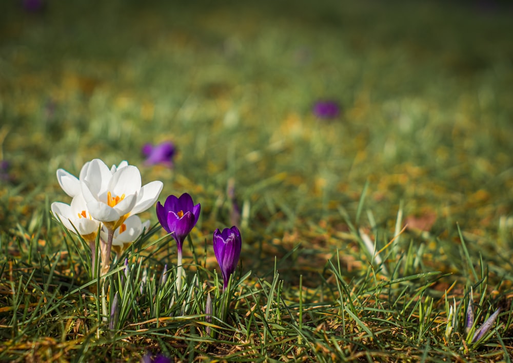 a group of flowers that are in the grass