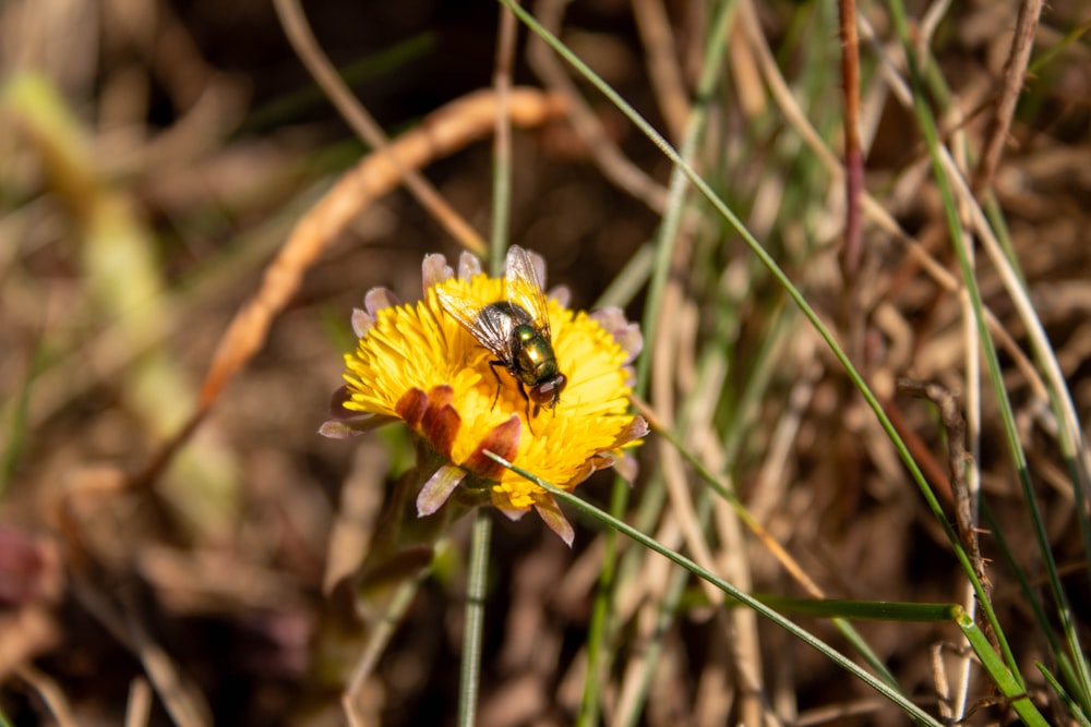 a bee sitting on top of a yellow flower