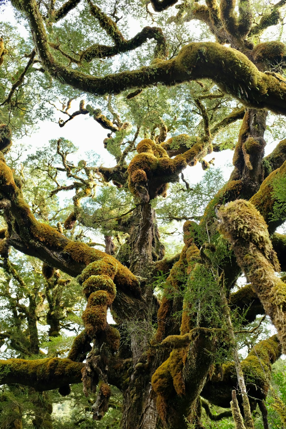 a large tree covered in moss in a forest